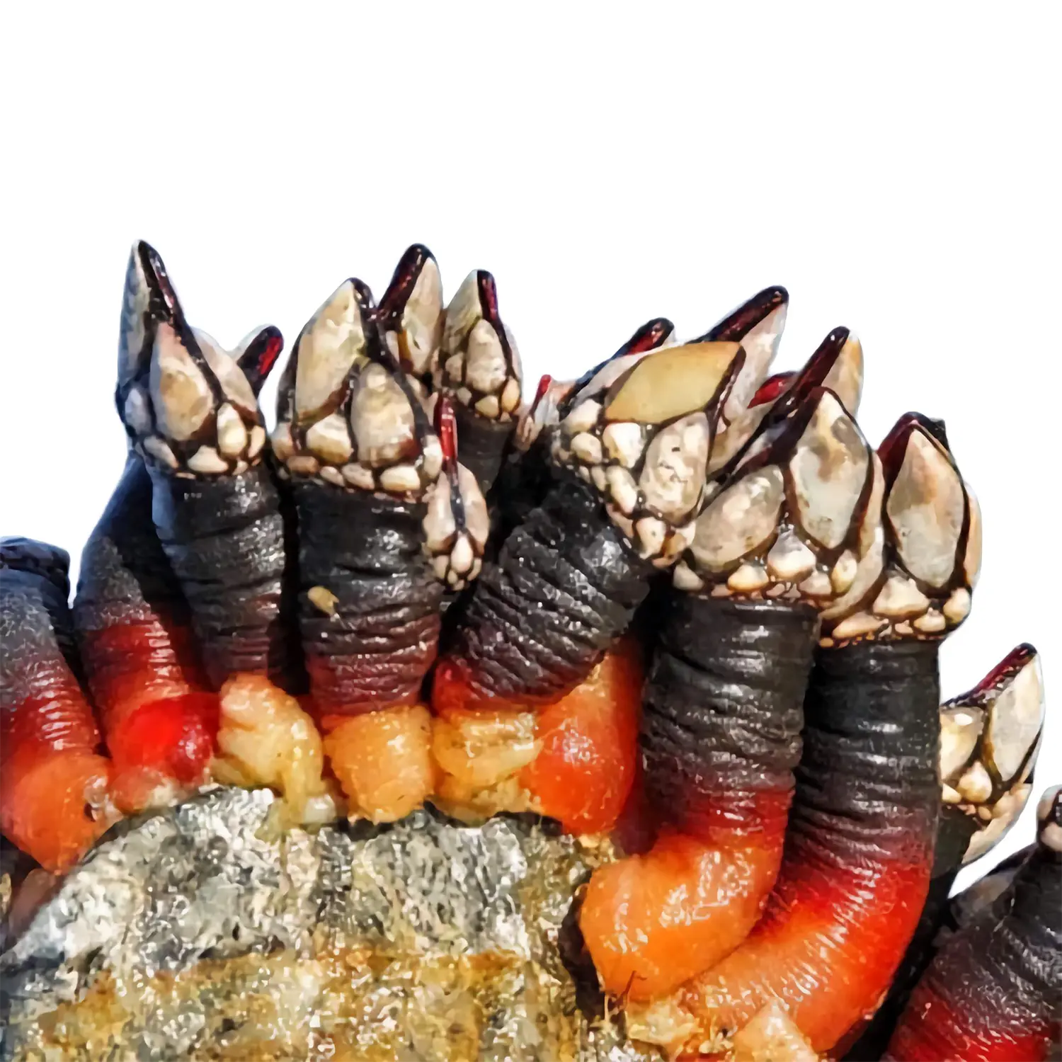 🦞✨ Aquest cap de setmana al Racó d’en Josep… el mar arriba directe a taula! Avui ens han arribat angules, percebe gallec, escamarlans frescos, cocotxes de bacallà i gamba vermella de Palamós. Producte excepcional, fresquíssim i cuinat amb el respecte i la tradició que ens caracteritzen. Vine a gaudir d’aquests tres dies de marisc — divendres, dissabte i diumenge — i deixa’t sorprendre per la qualitat d’un producte que parla per si sol. 🍷🥂 I per arrodonir l’experiència, el nostre celler t’espera amb una selecció de vins i caves de les millors denominacions d’origen, conservats en condicions òptimes i servits a la temperatura perfecta. Qualitat i preu imbatible. Racó d’en Josep — el sabor del mar, com ha de ser a Andorra la Vella. Just al davant de l’antic hotel Holiday Inn Andorra, ara Suites Plaza. #RacóDenJosep #MariscFresc #CuinaTradicional #ProductePremium #CellerDeVins